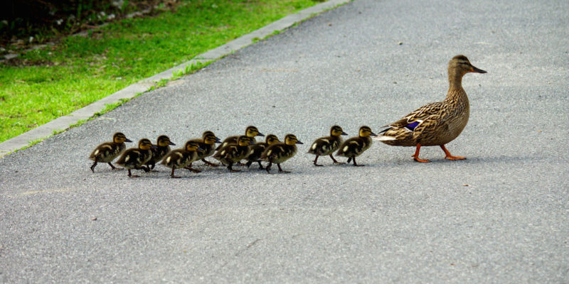 Leadership ducks marching