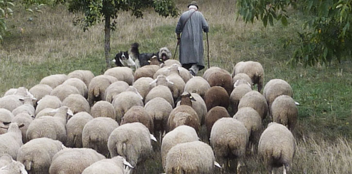 shepherd sheep dogs