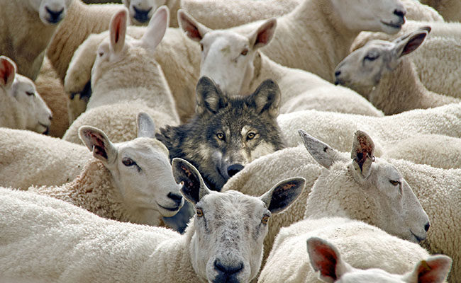 sheep wolf sexual predator church