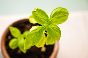 grow plant habits