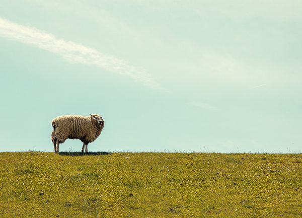 6 Strategies for Shepherding the Flock While ‘Socially Distanced’