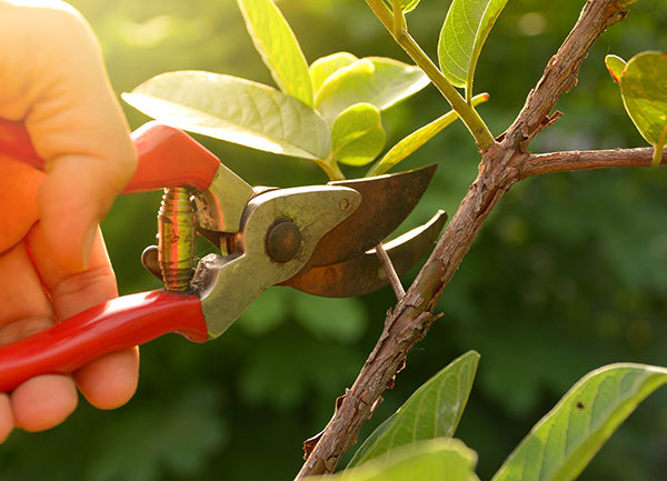 2 Questions for Personal Pruning During a Pandemic