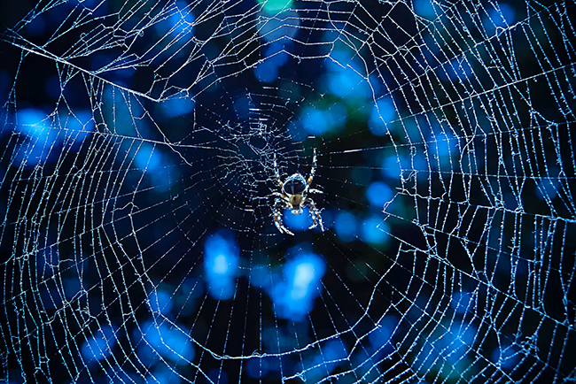 Flaws in Ministry - Caught in a spider web