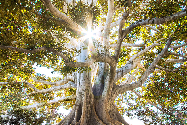 Sunlight passing through massive tree - spiritual growth