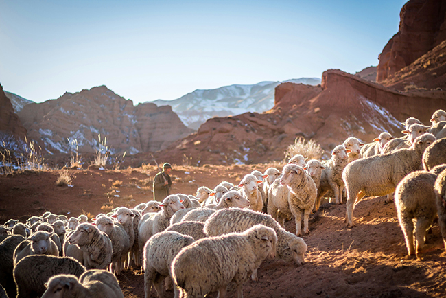 Shepherd on a mountain with sheep - character development for pastors 